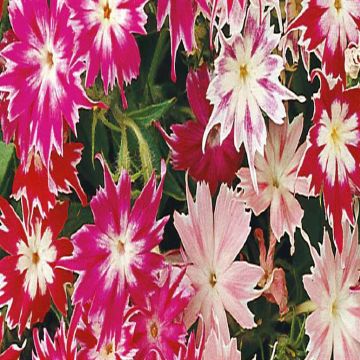 2 4645 Starphlox Twinkle