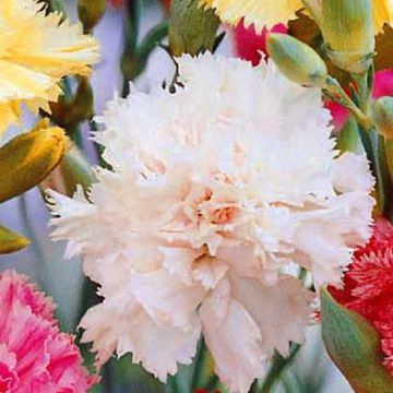 Dianthus caryophyllus Zaad