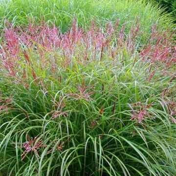 Miscanthus sinensis Malepartus