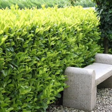 Prunus laurocerasus Caucasica 26 cm