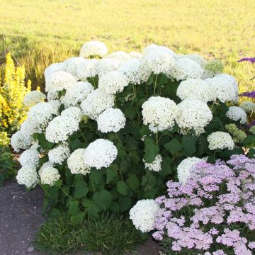 Hortensia White