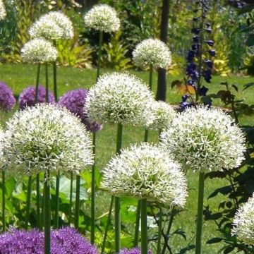 Allium Mount Everest