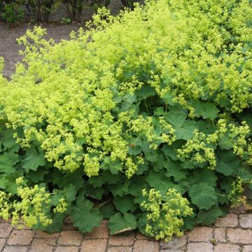 Alchemilla mollis Ladies Mantle