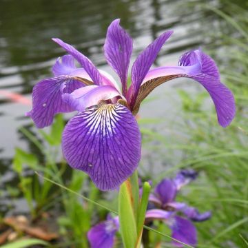 Iris Ensata Kaempferi Set
