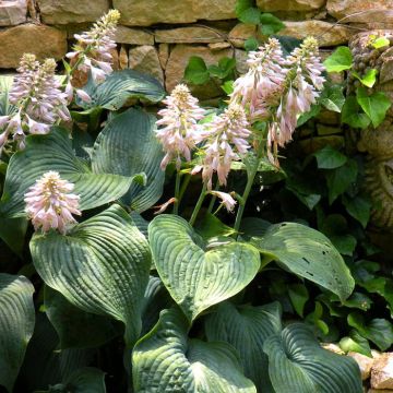 Hosta Sieboldiana
