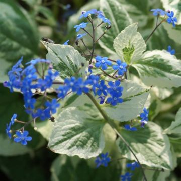 Brunnera macrophylla Variegata