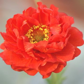 Geum Blazing Sunset