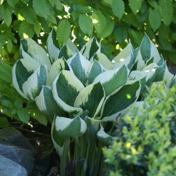 Hosta Patriot (Hartlelie)