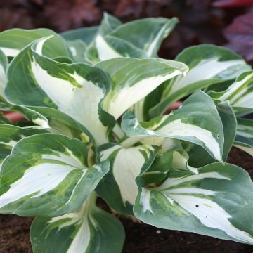 Hosta Vulcan (Hartlelie)