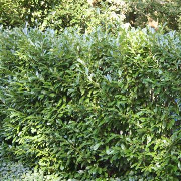 Prunus Otto Luycken a