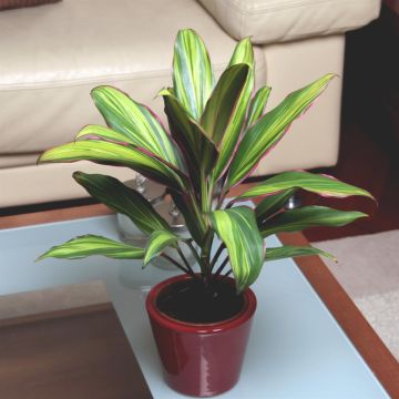 Cordyline fruticosa 'Kiwi'