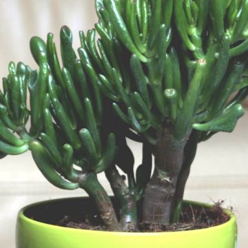 crassula gollum