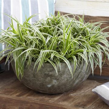 Chlorophytum comosum 'Ocean'