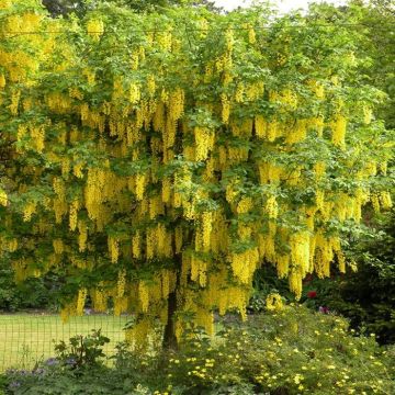 Laburnum anagyroides (Goudenregen)