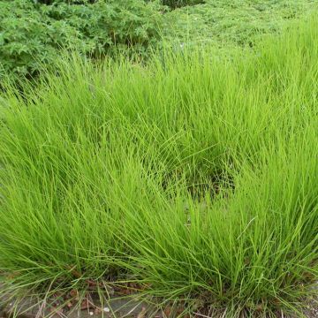 Sesleria Automnalis 9 cm pot
