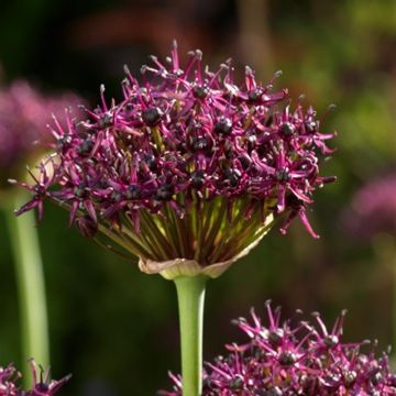 allium-atropurpureum-05