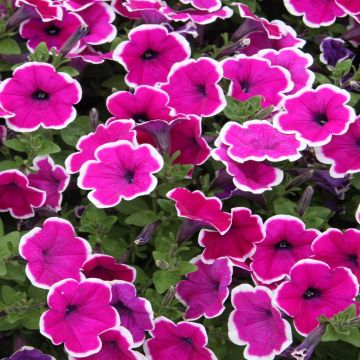 Petunia Purple White edge