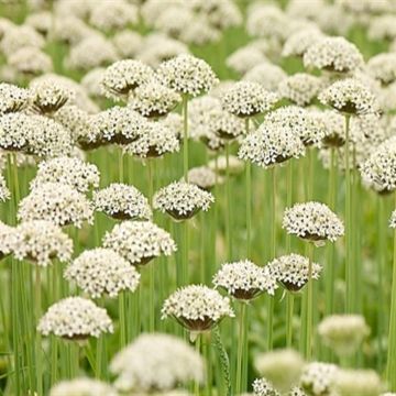 Allium Nigrum multibulbosum 044