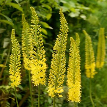 eremurus-tap-dance-07