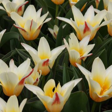 Tulip Kaufmanniana Johan Strauss