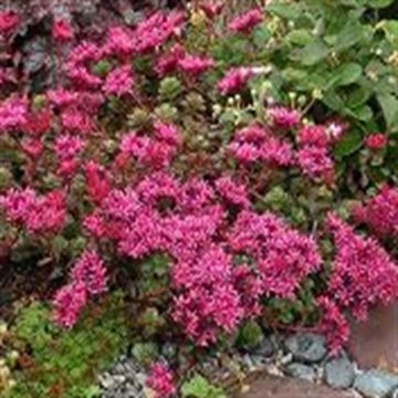 Sedum spurium Schorbuser Blut P7