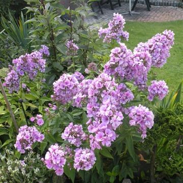 Phlox paniculata Hesperisr Vlambloem x 3