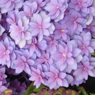 Hortensia Blauw