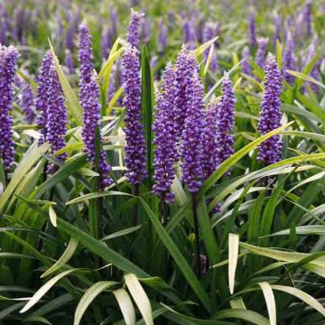 Liriope Muscari Moneymaker (Leliegras)