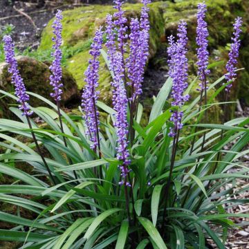 Liriope Muscari Royal Purple (Leliegras)