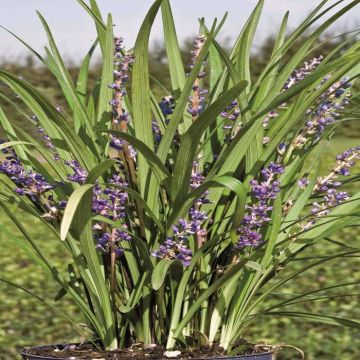 Liriope Muscari Big Blue (Leliegras)