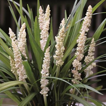Liriope Muscari Monroe White (Leliegras)