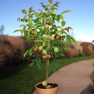 Juglans veredeld struik p27 pot v1