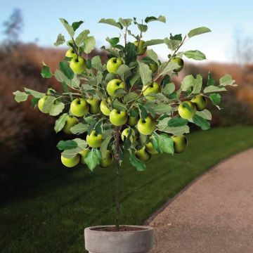 Malus d. Granny Smith pot boom v2