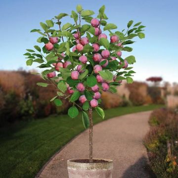Prunus d. Opal patio boom v2
