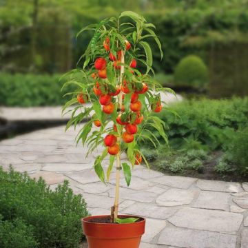 Prunus Nectarine Madame Blanchet patio boom v2