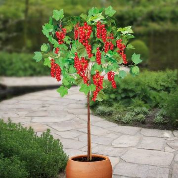 Ribes Zwart Titania stam 60 red v2