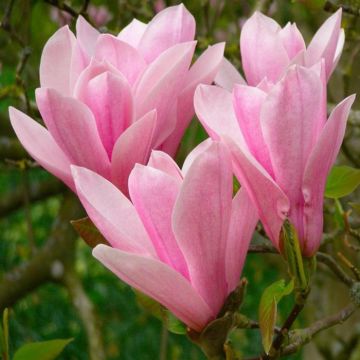 Magnolia soulangeana Heaven Scent P9