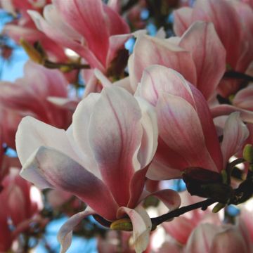 Magnolia soulangeana Alexandria P9