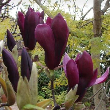 Magnolia Liliflora Nigra