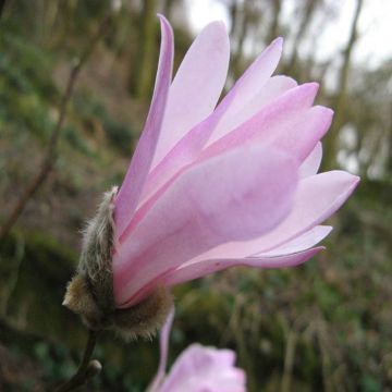 Magnolia stellata Rosea P9