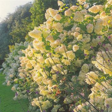 Hydrangea paniculata Grandiflora P9