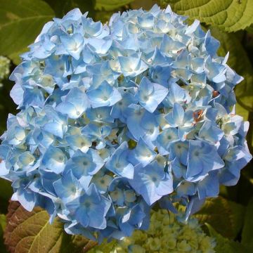 Boerenhortensia Nikko Blue