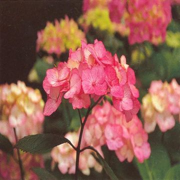 Hortensia Preziosa (Hydrangea)
