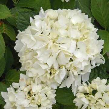 Hydrangea macrophyla Soeur Therese P9