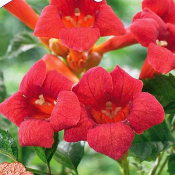 Campsis radicans Flamenco Trompetbloem