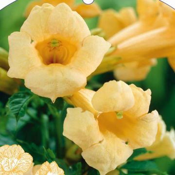 Campsis radicans Flava (Trompetbloem)