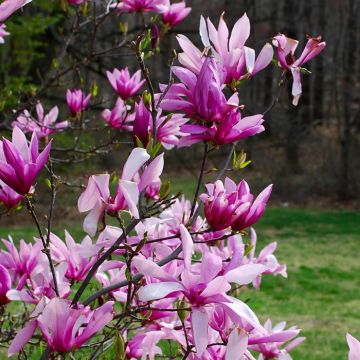 Magnolia liliiflora Betty P9