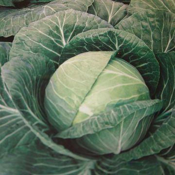 Witte Kool (Langedijker Bewaar)