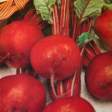 Bieten- of Krotenzaad Detroit (Kogel)