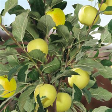 Malus d. GDelicious pot v3